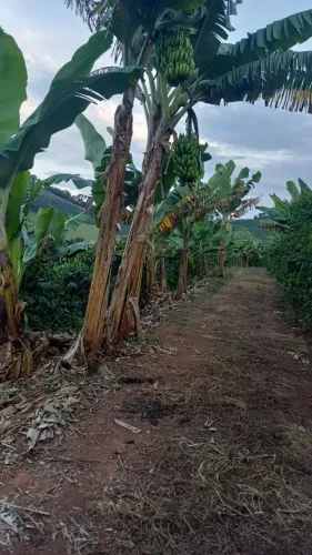 Sitio com 11 hectares café e banana em Pedralva MG