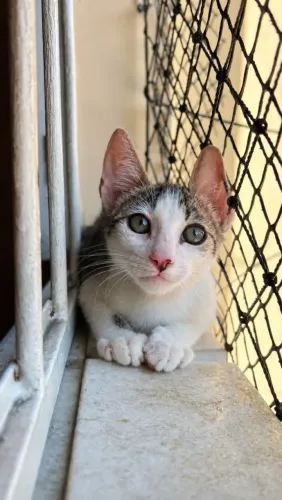 Gatinho para adoção responsável