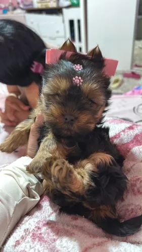 Yorkshire Terrier - Filhotes Lindíssimos e Muito Carinhosos