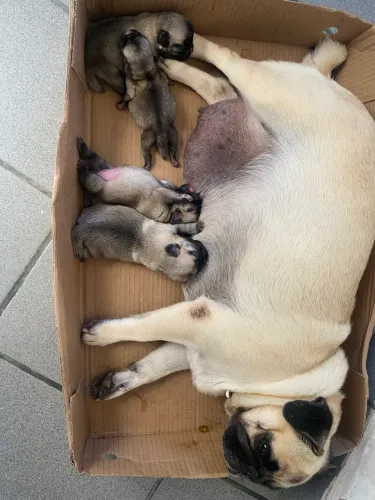 Filhotes de pugs