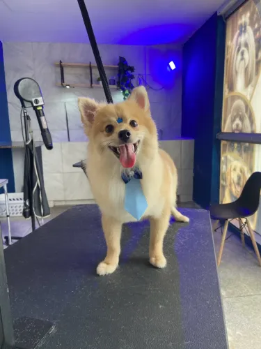 Lulu da pomerania