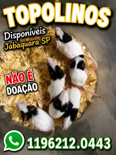 Topolino