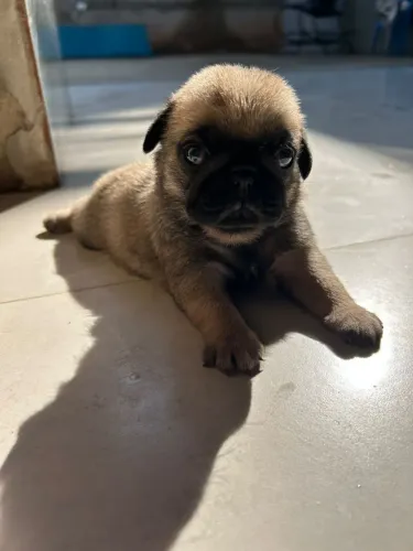 Pug mini