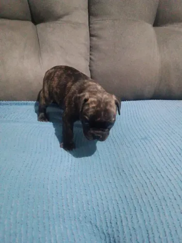 Cachorro buldogue francês