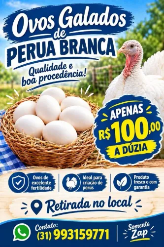 Ovos galados de perua branca