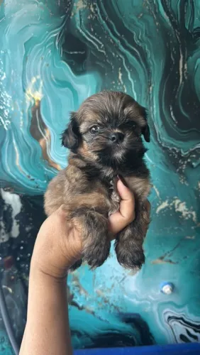 Lhasa apso último machinho aceito cartão