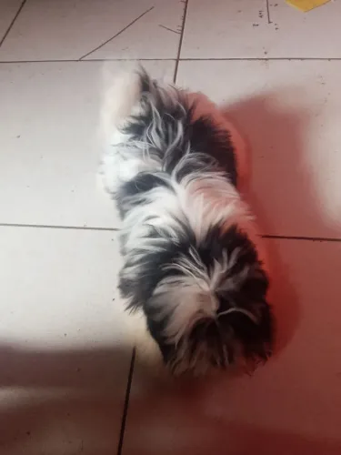 Cachorro Shitzu puro ler anúncio