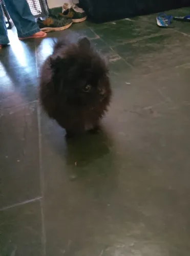 Lindo filhote Spitz alemão anão 