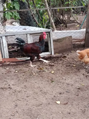 Frango de capoeira