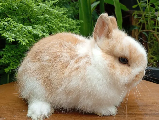 Filhote de Coelho netherland dwarf