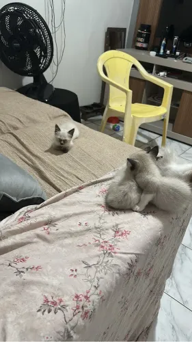 Gatinho