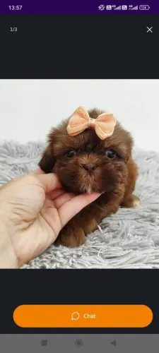 Shih Tzu - Filhote para companhia perfeita