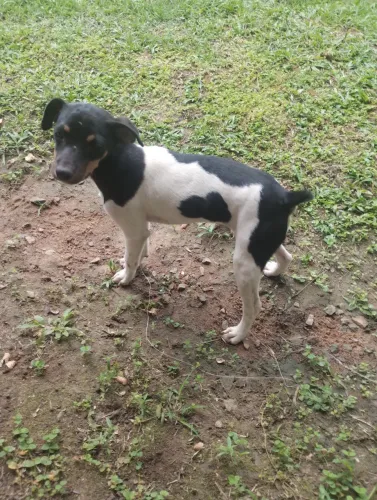 Fêmea filhotes Fox Paulistinha
