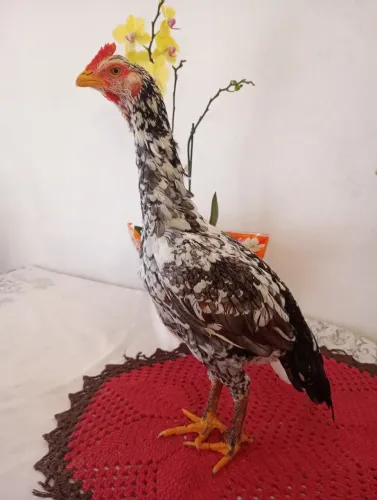 Galinha