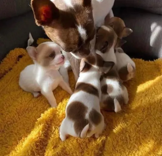 Chihuahua pelo curto Chocolates super miudinhos ac cartão 