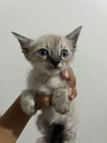 Adoção de gato