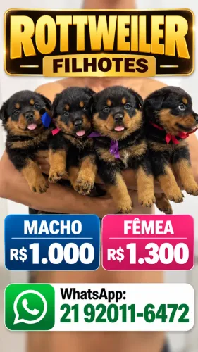 Rottweiler cabeça de touro macho e fêmea raça pra lindos