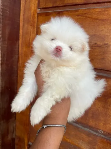 Lulu da Pomerânia filhotes belíssimos