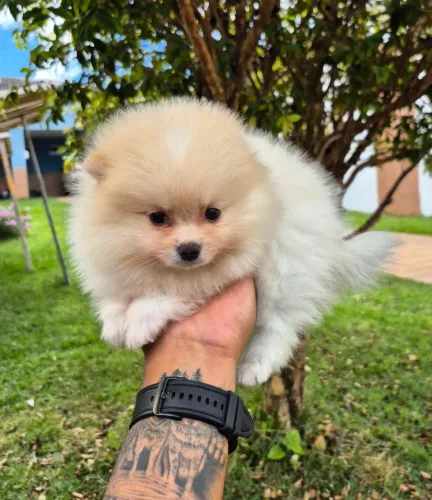 Spitz alemão macho- Pedigree CBKC- 10x sem juros