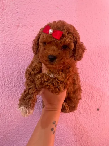 Poodle Toy Red Fêmea 65 dias Vacinada e vermifugada 