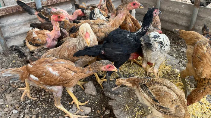 Frangos e Frangas Mestiço de caipira com Índio gigante
