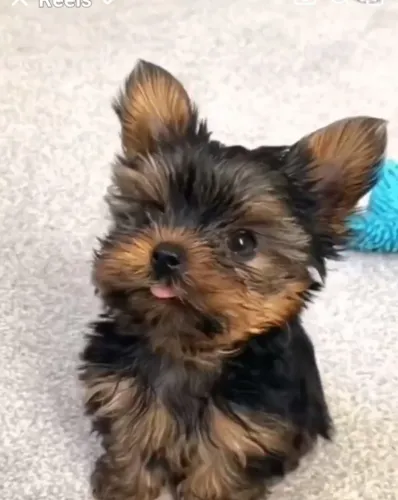 Yorkshire Terrier,Yorkshire Terrier Filhote Top Padrão da Raça