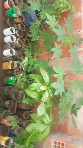 Frutíferas