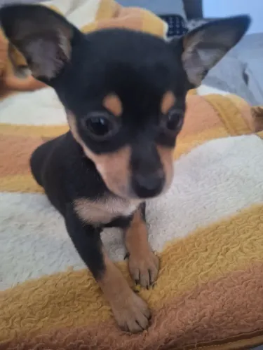 pinscher miniatura