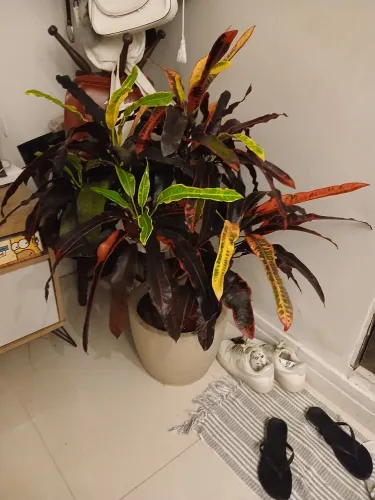 Planta