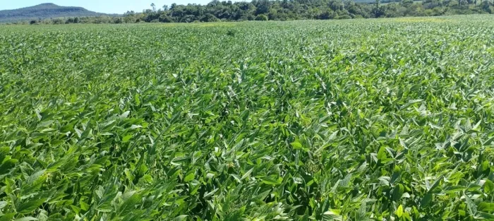 R$277 milhões Fazenda de 7.900 hecatres em Caiapônia-GO