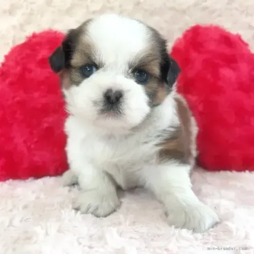 Shih Tzu/ Shitzu cachorro carinhoso para crianças filhotes com pedigree macho e fêmea SP