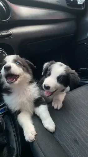 Filhotes de Border collie