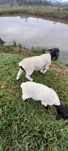 Vendo barato ovelhas dorper 