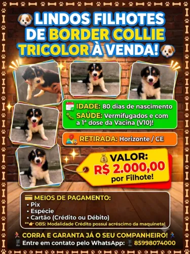 ? LINDOS FILHOTES DE BORDER COLLIE TRICOLOR À VENDA! ? 
