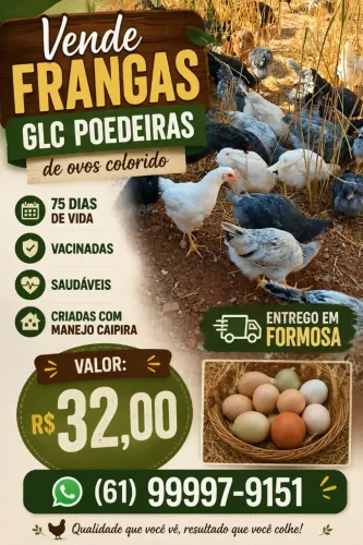 Galinha poedeira