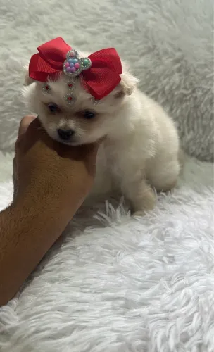 Lulu anao com pedigree 50 dias 