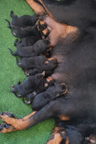 Filhotes de rottweiler