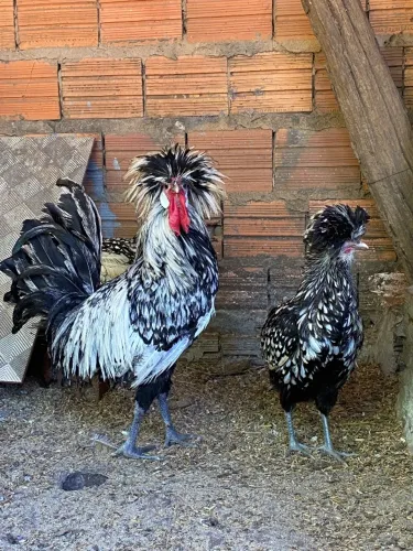 Aves/ ovos