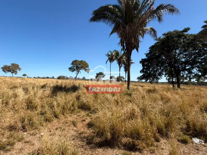 Fazenda 52 alqueires ( 251,68 hectares ) Cocalinho - MT