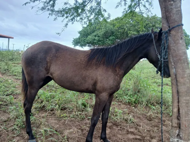 Potra mangalarga de macha picada 1ano e 6 meses, sem domar 5.500