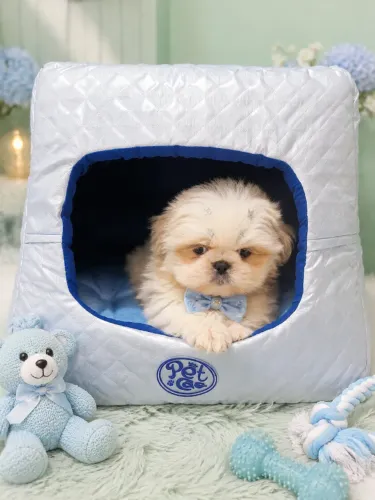 Shih Tzu Macho e Fêmea - Filhotes Disponíveis