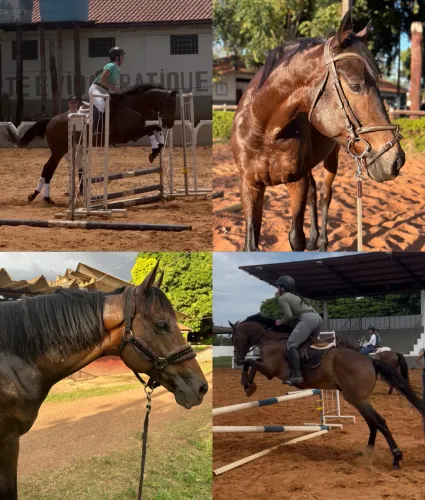 Cavalo Puro Sangue Inglês 