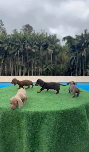Basset, (dachshund) (salsicha) (Teckel) (Cofap)