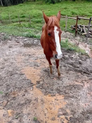 Égua