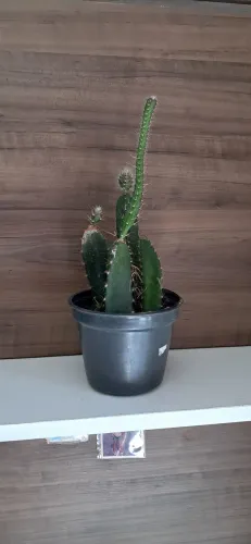 Pitaya no vaso  linda e decorativa. Rs15
