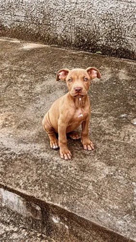 Pitbull Apbt