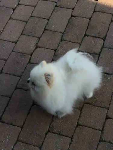 Spitz Alemão Anão