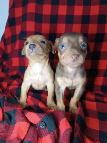 Pinscher chocolate