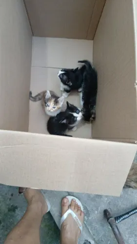 gatinhos pra doação 