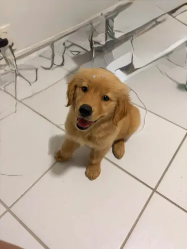 Golden Retriever fêmea procura um lar cheio de amor